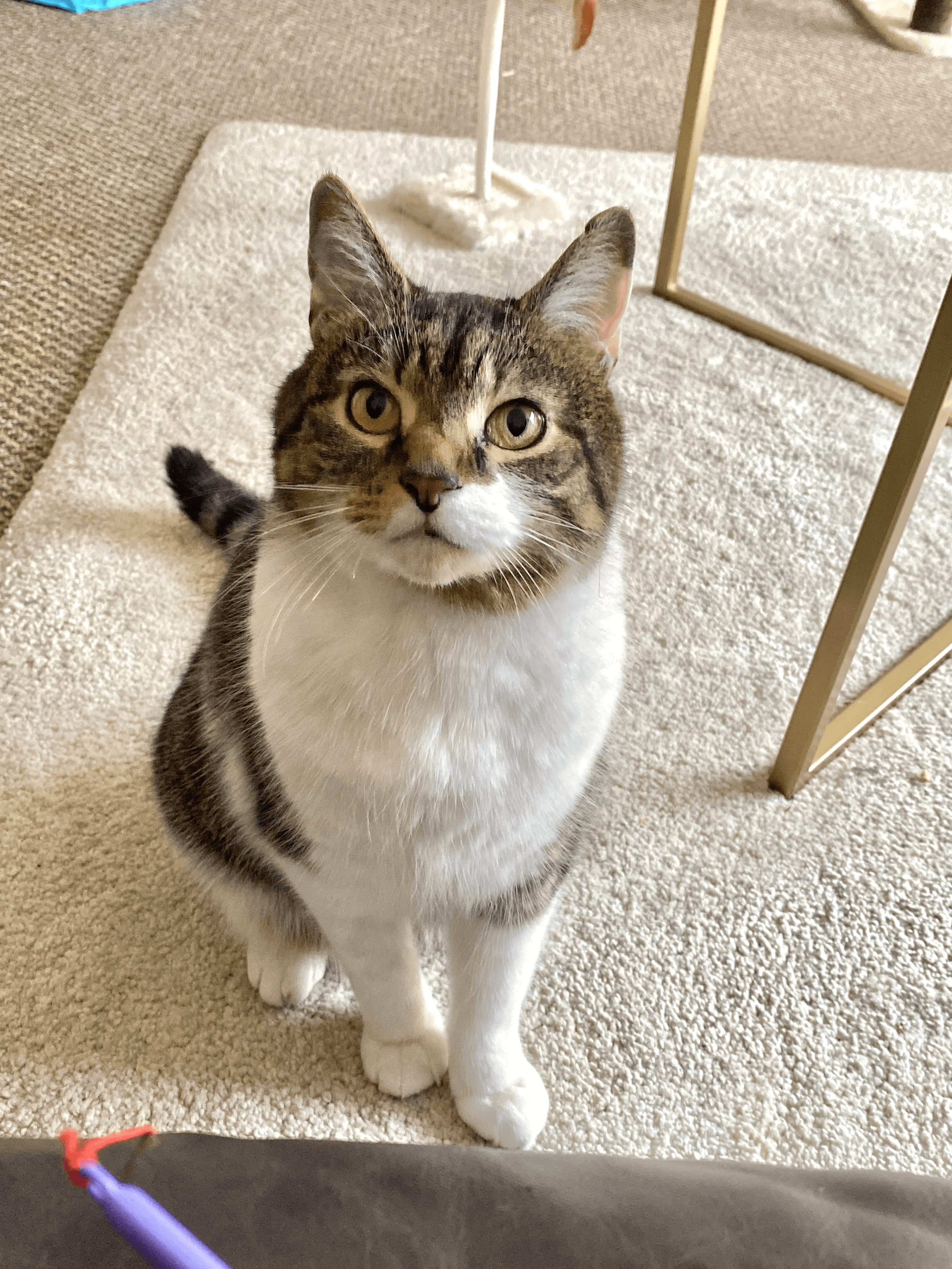 Biscuit the Cat