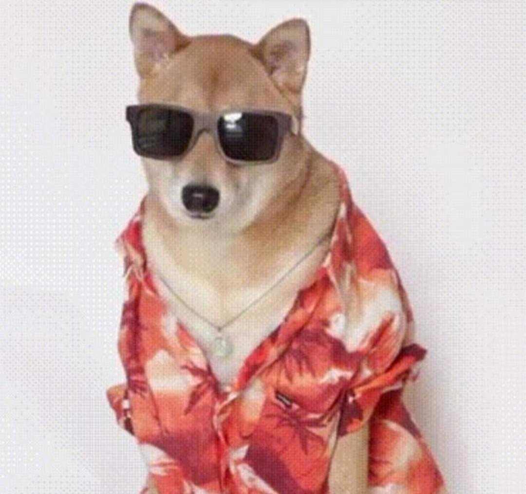 Dogo