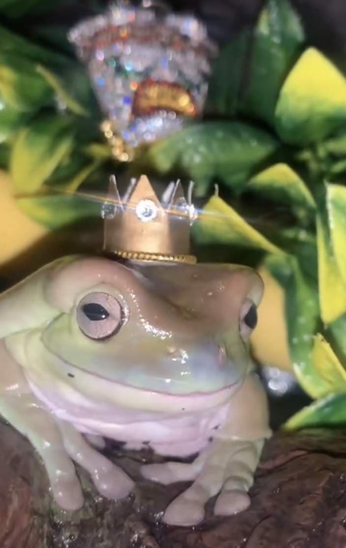 king julio the frog