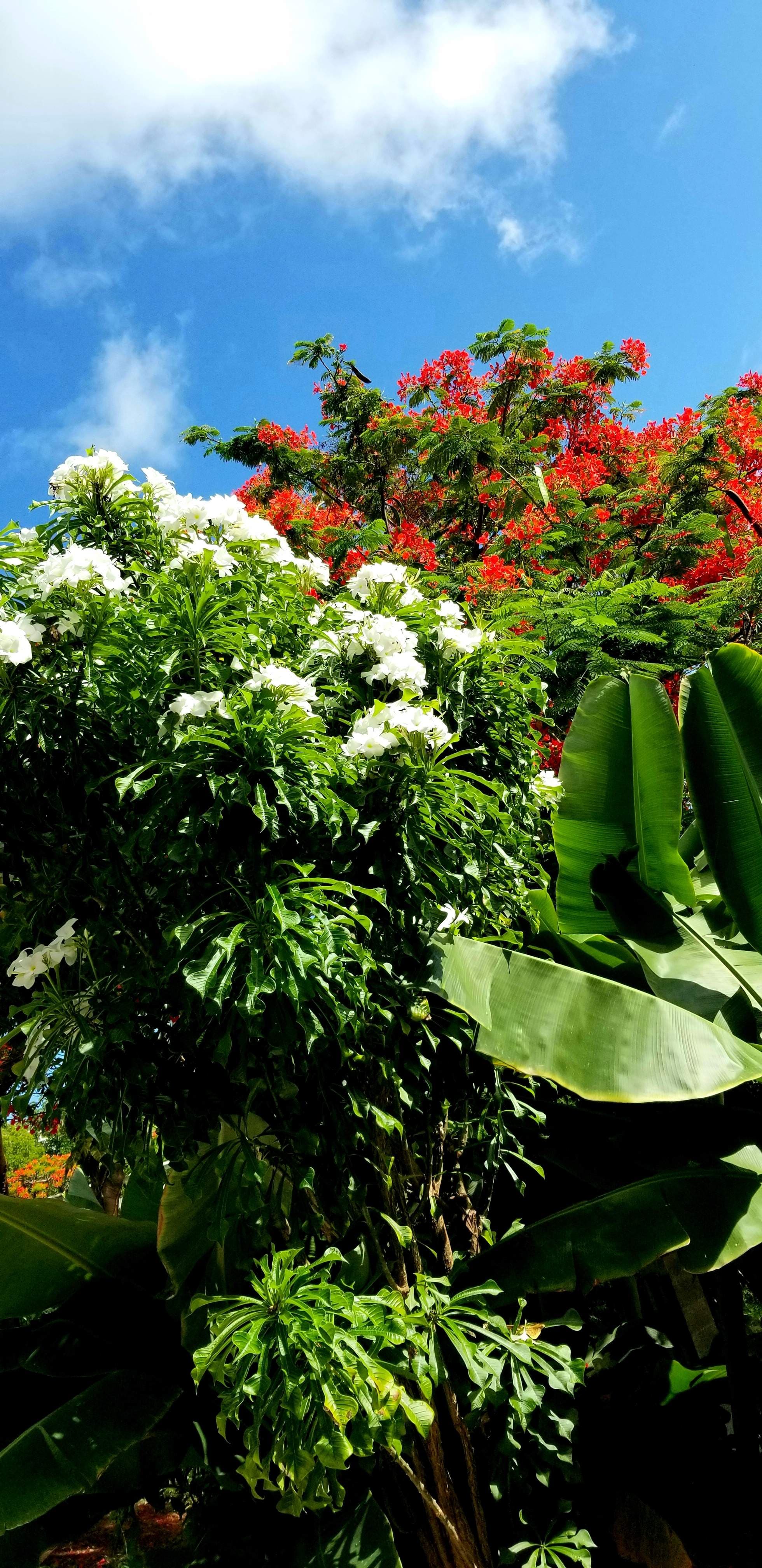 Tropical_Kay