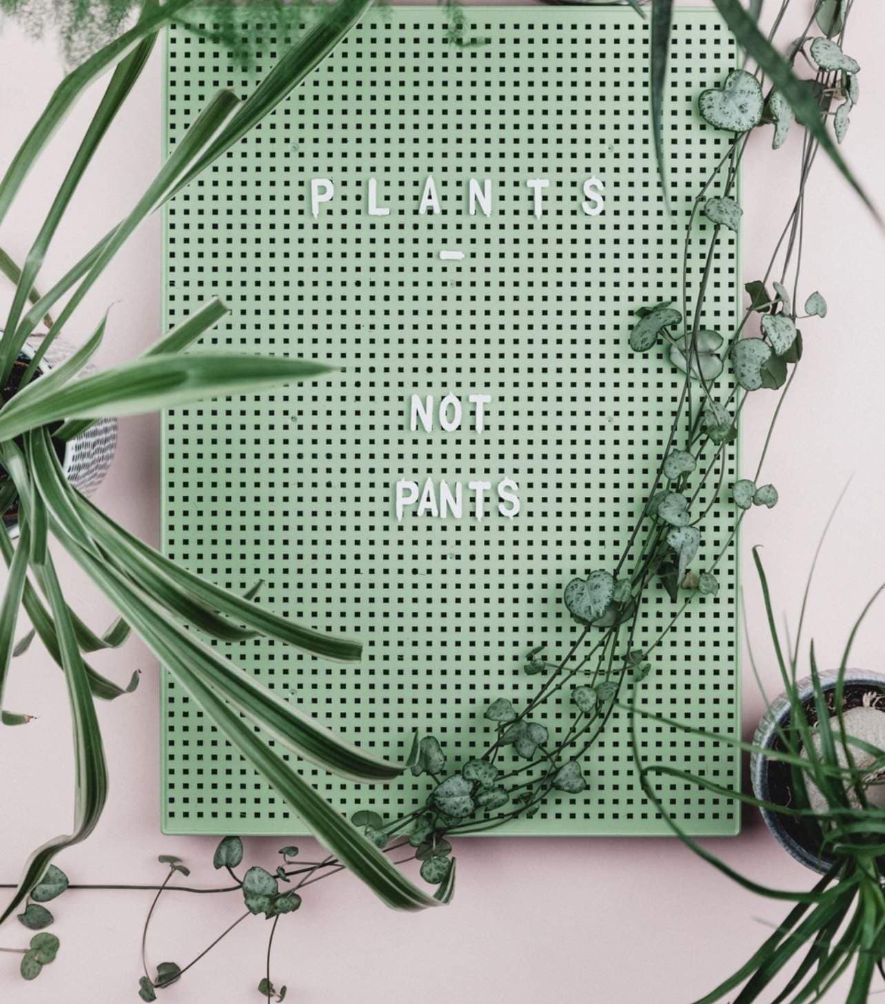 Plants With No Pants