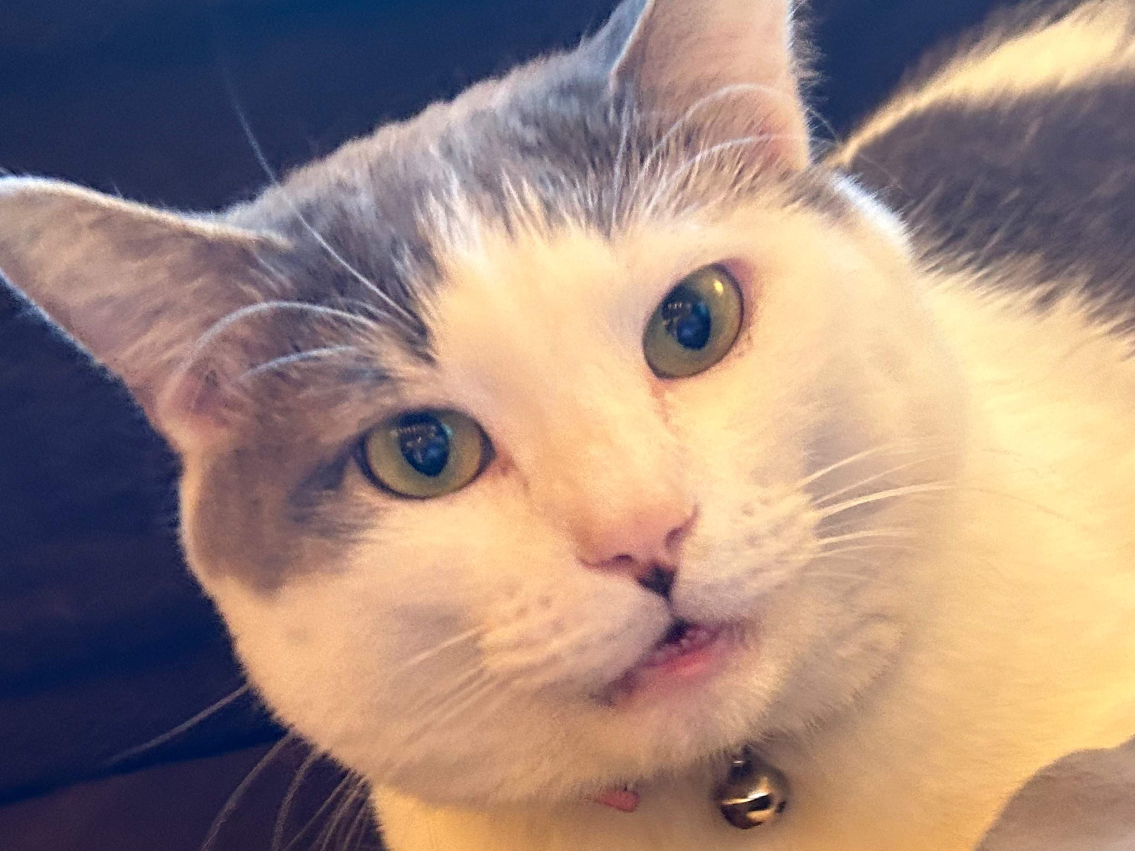 KawaiiKasey
