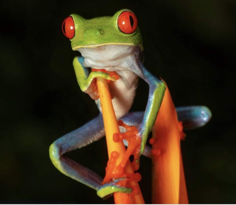 Froggy