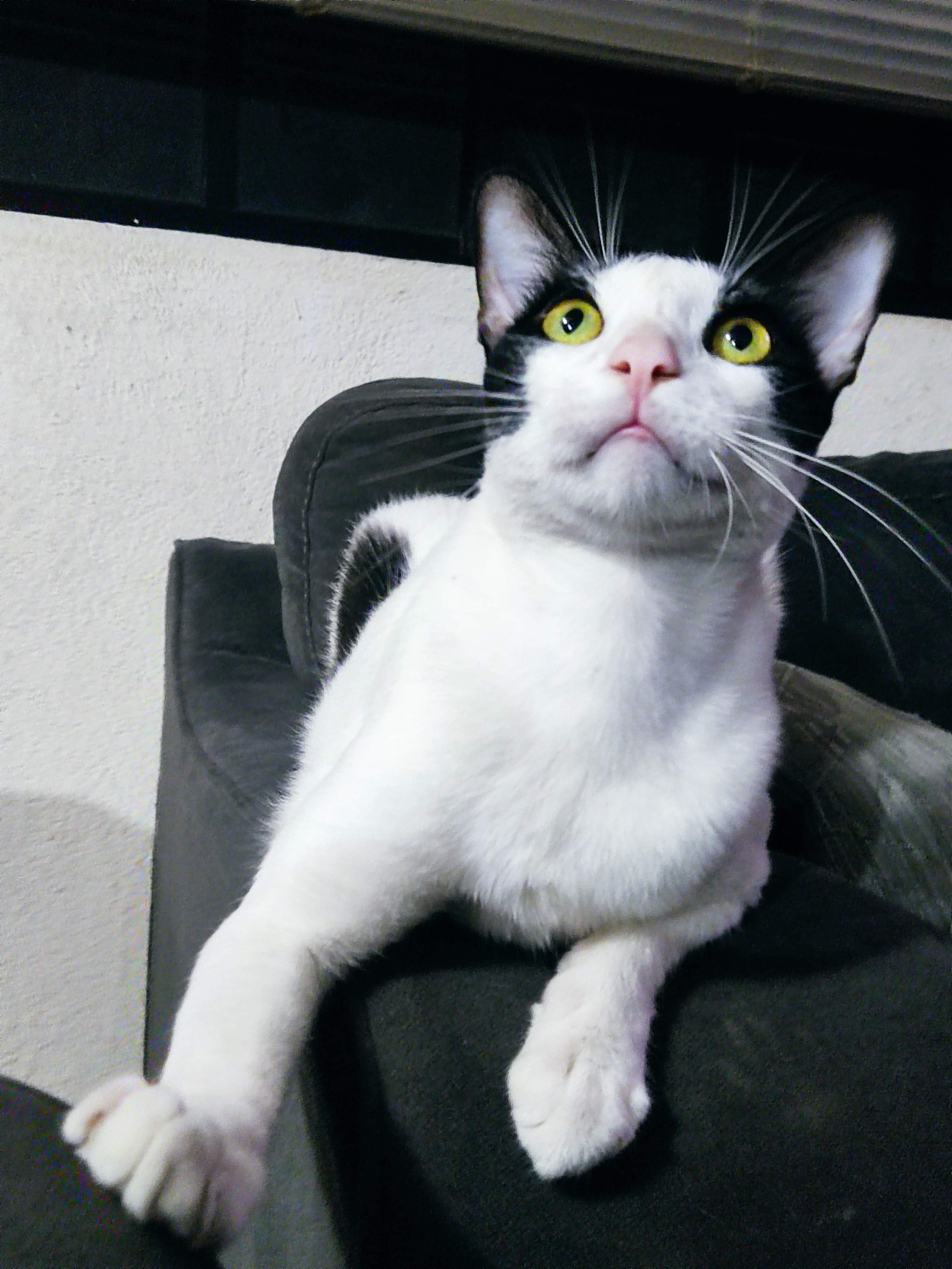 Sr Manchas Miau