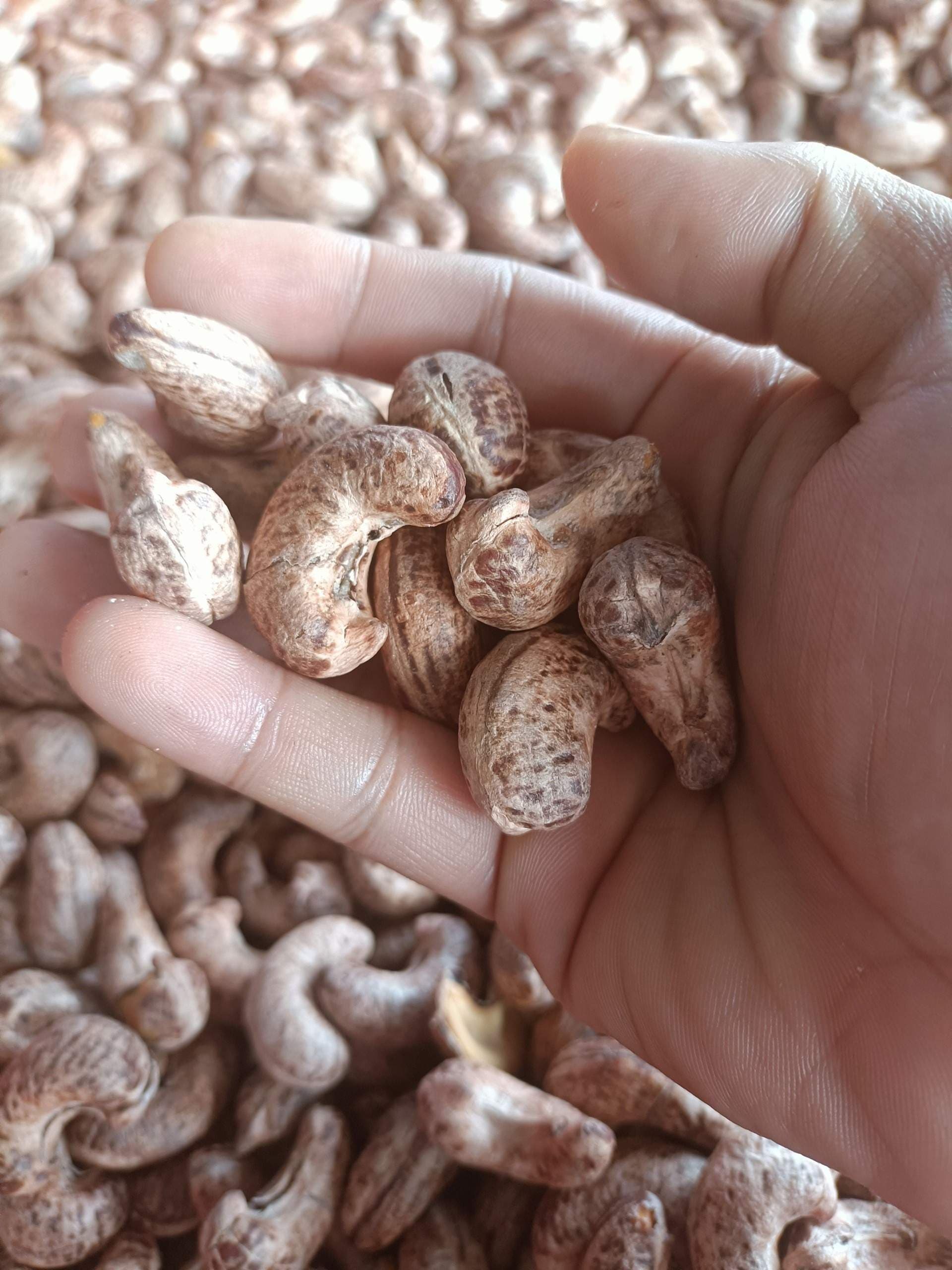 Hạt điều rang muối