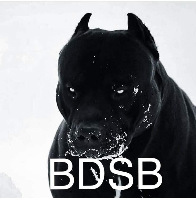 Big Dog Sports Bets