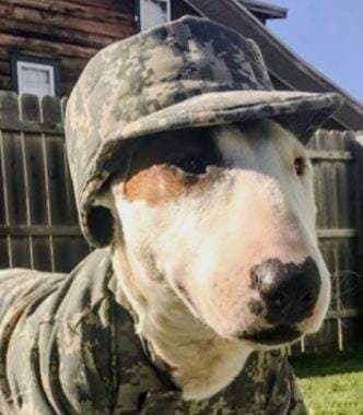 Official Walter Ukrainian Military