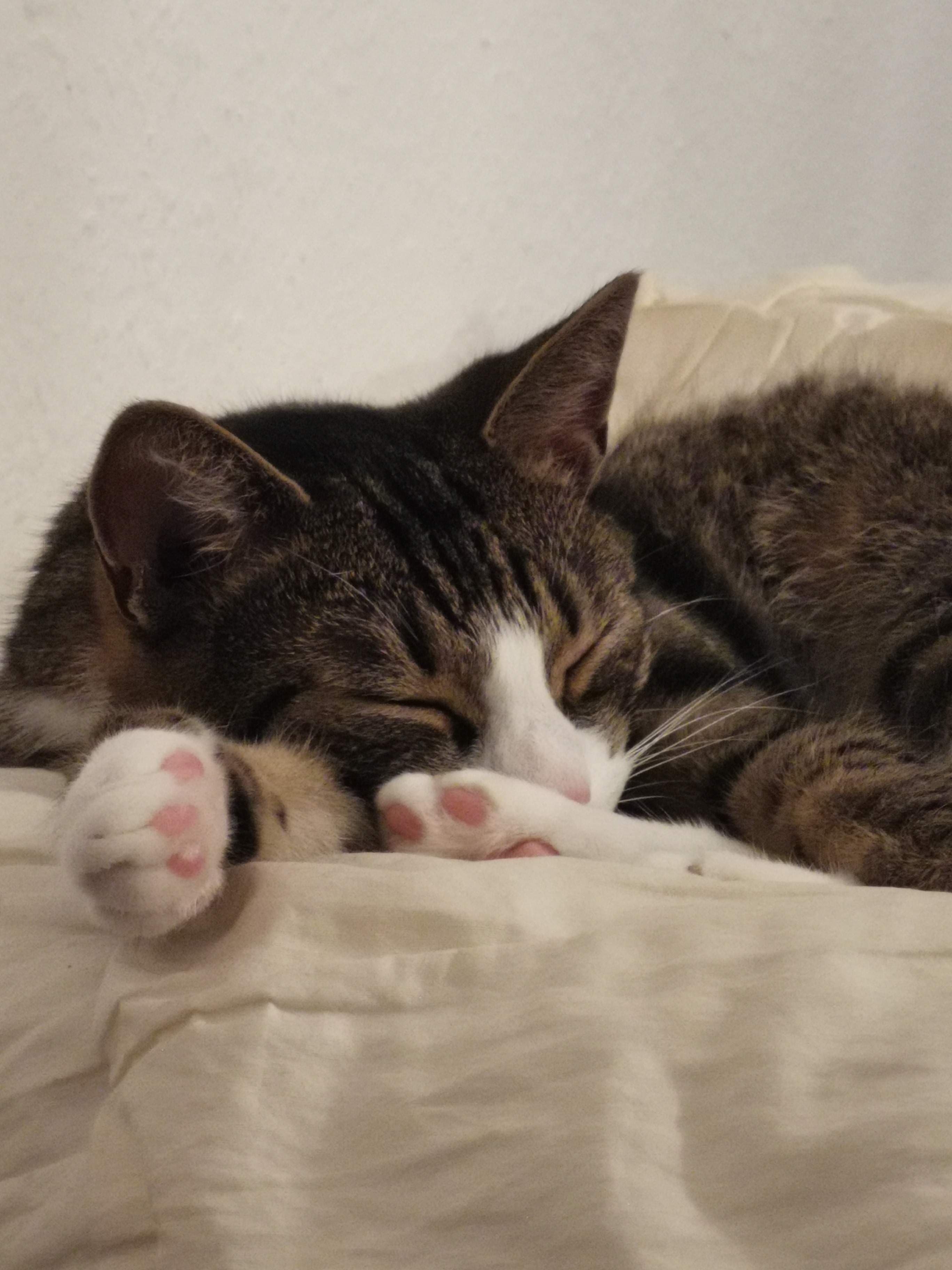 Die.mit.den.Pussys