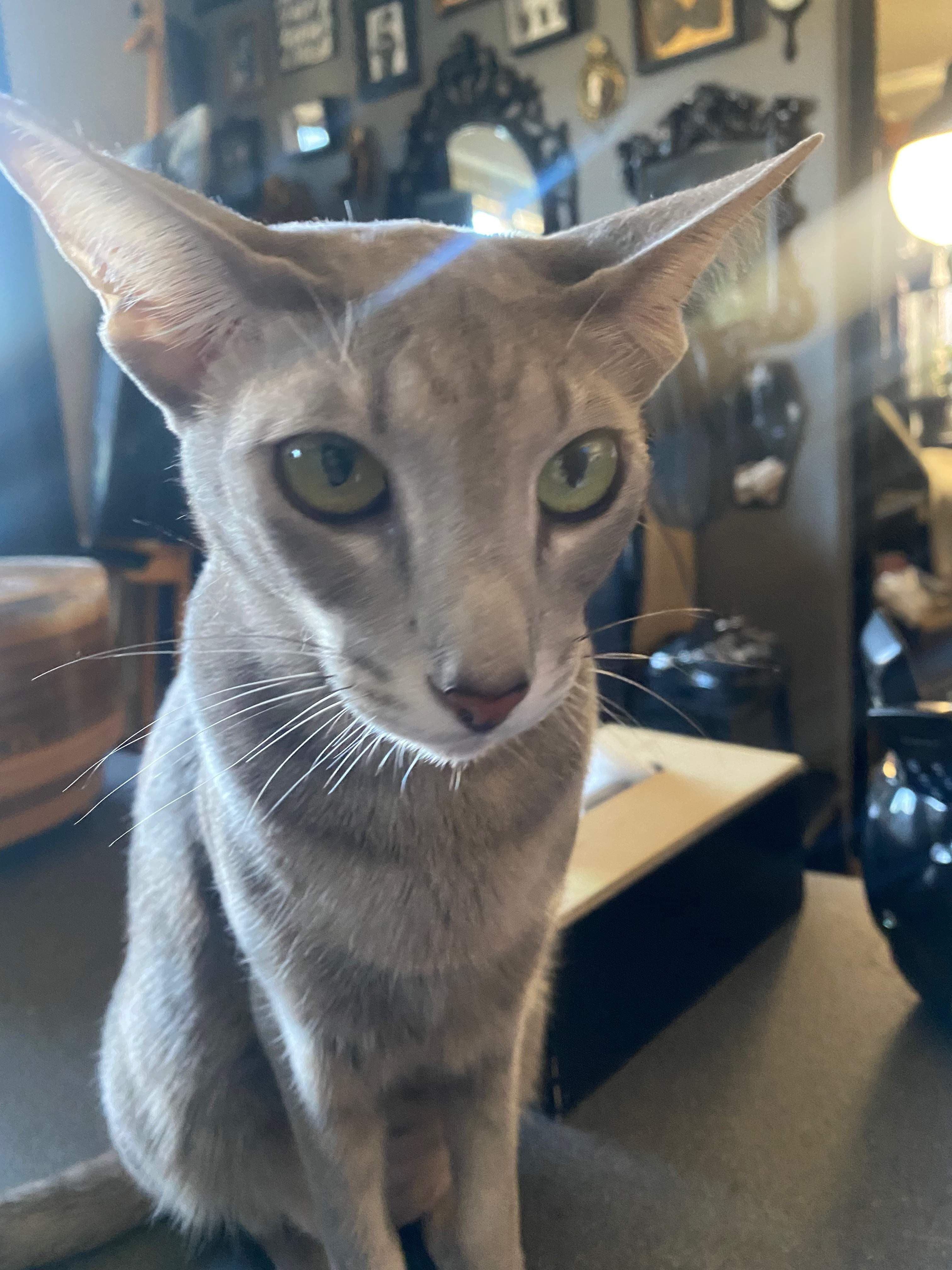 Mia