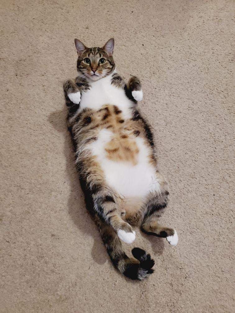 Only Paws