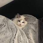 Tina