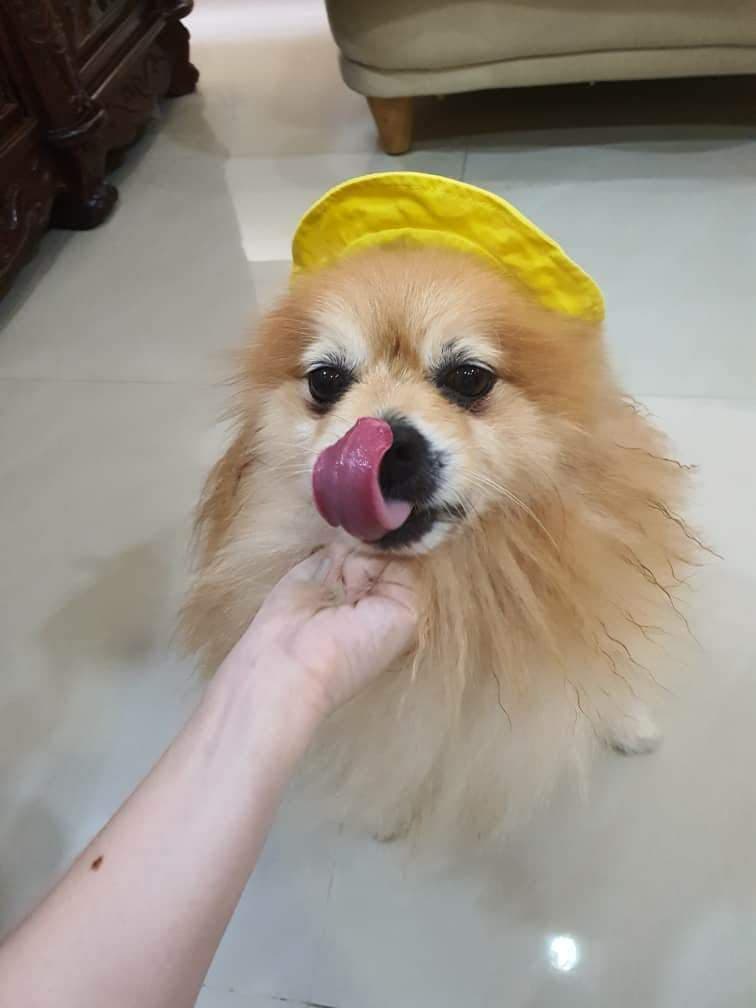 Pompom The King