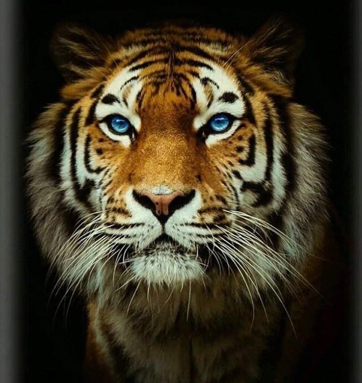 Lauren Lowe 🐯 from NETFLIX's Tiger King