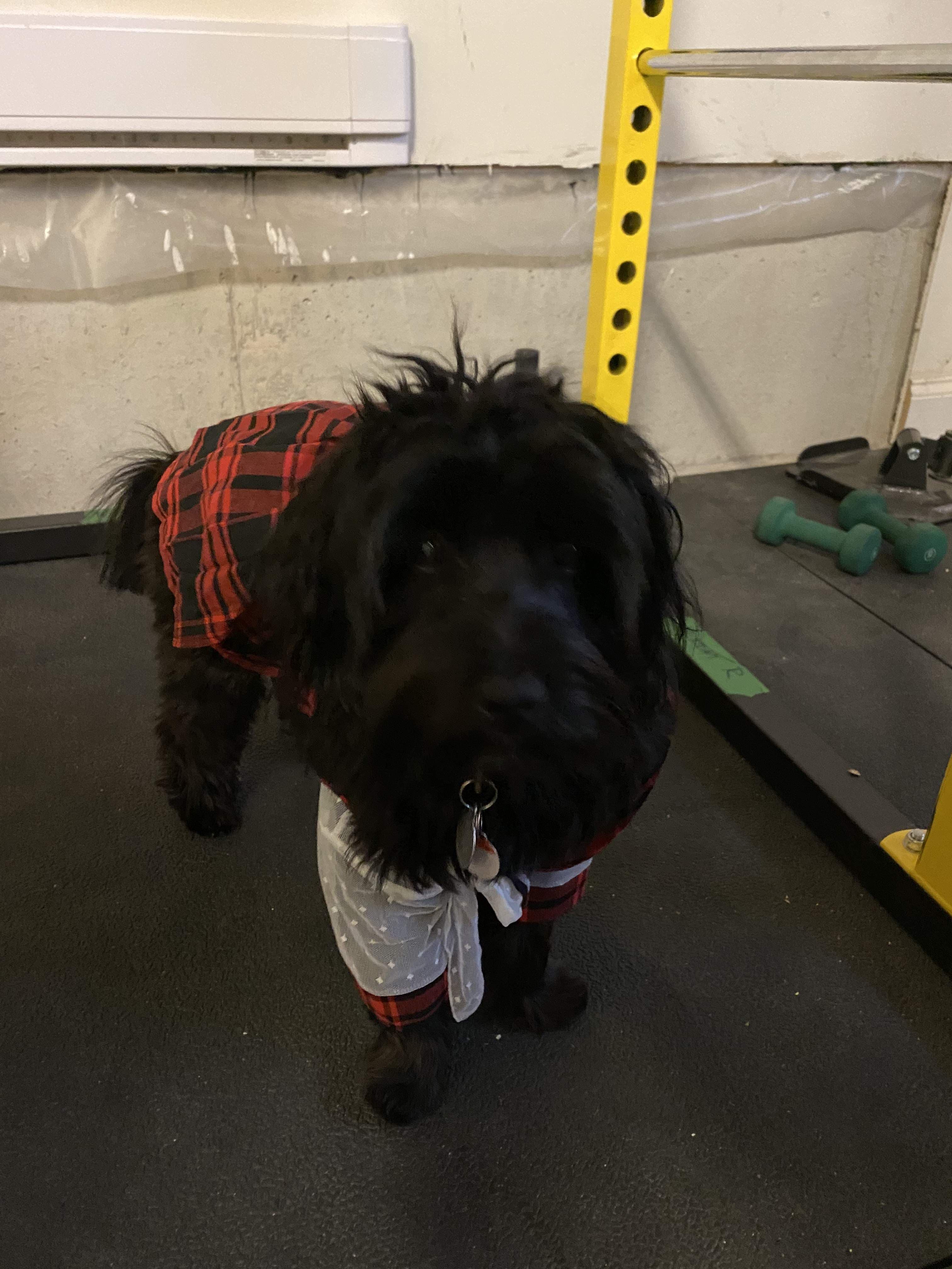 Ronald Oceans Dog