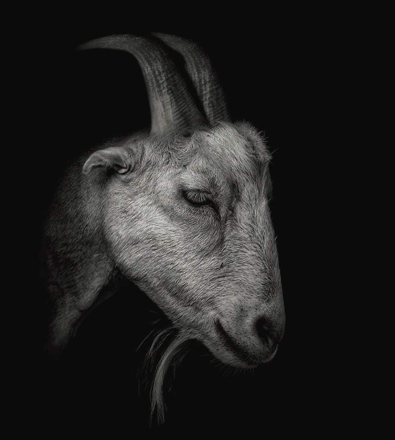 BLACK G.O.A.T.
