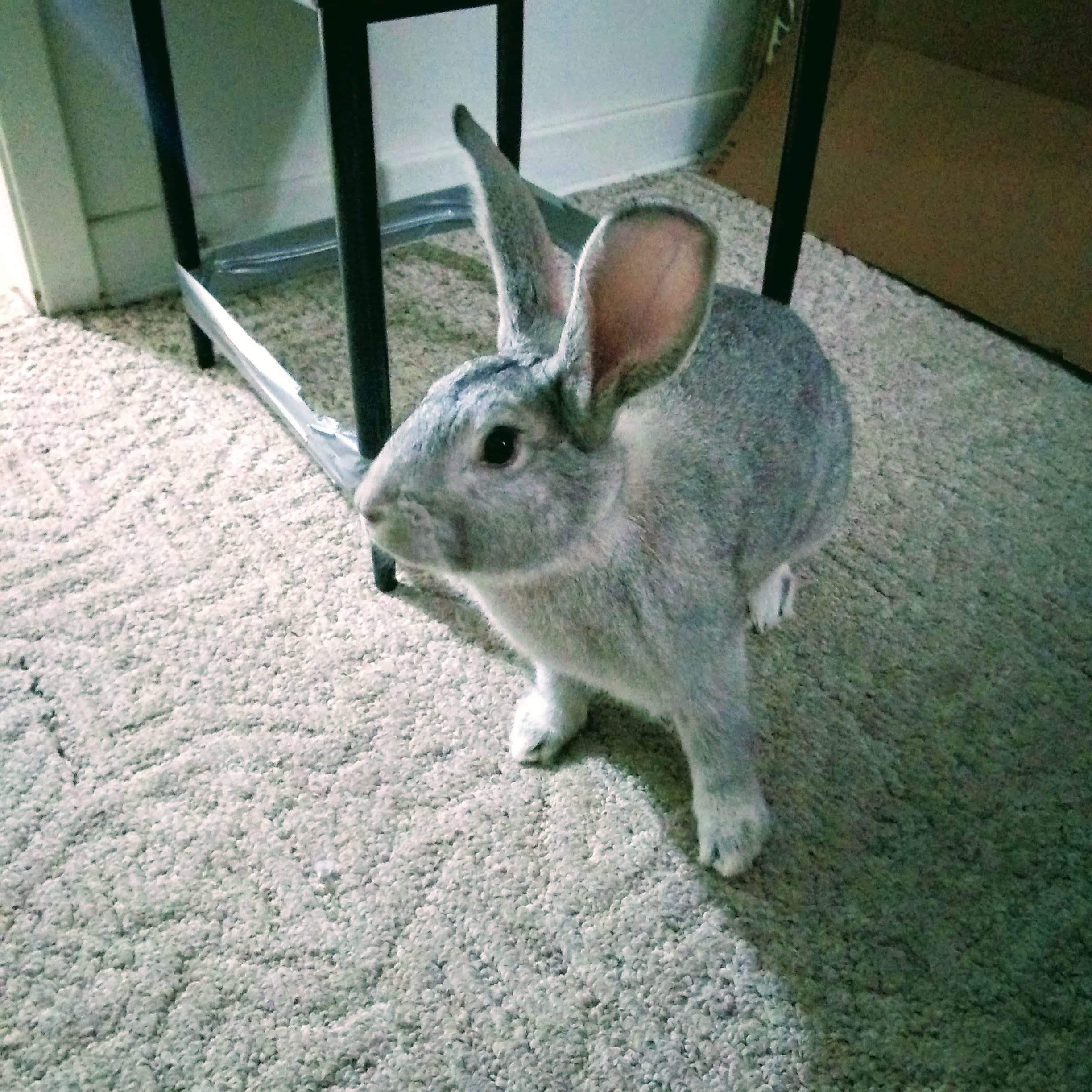 Sirius Grey the Rabbit
