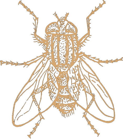 Model Individual