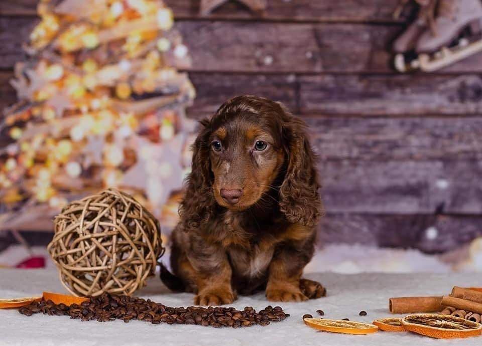 JLDachshund