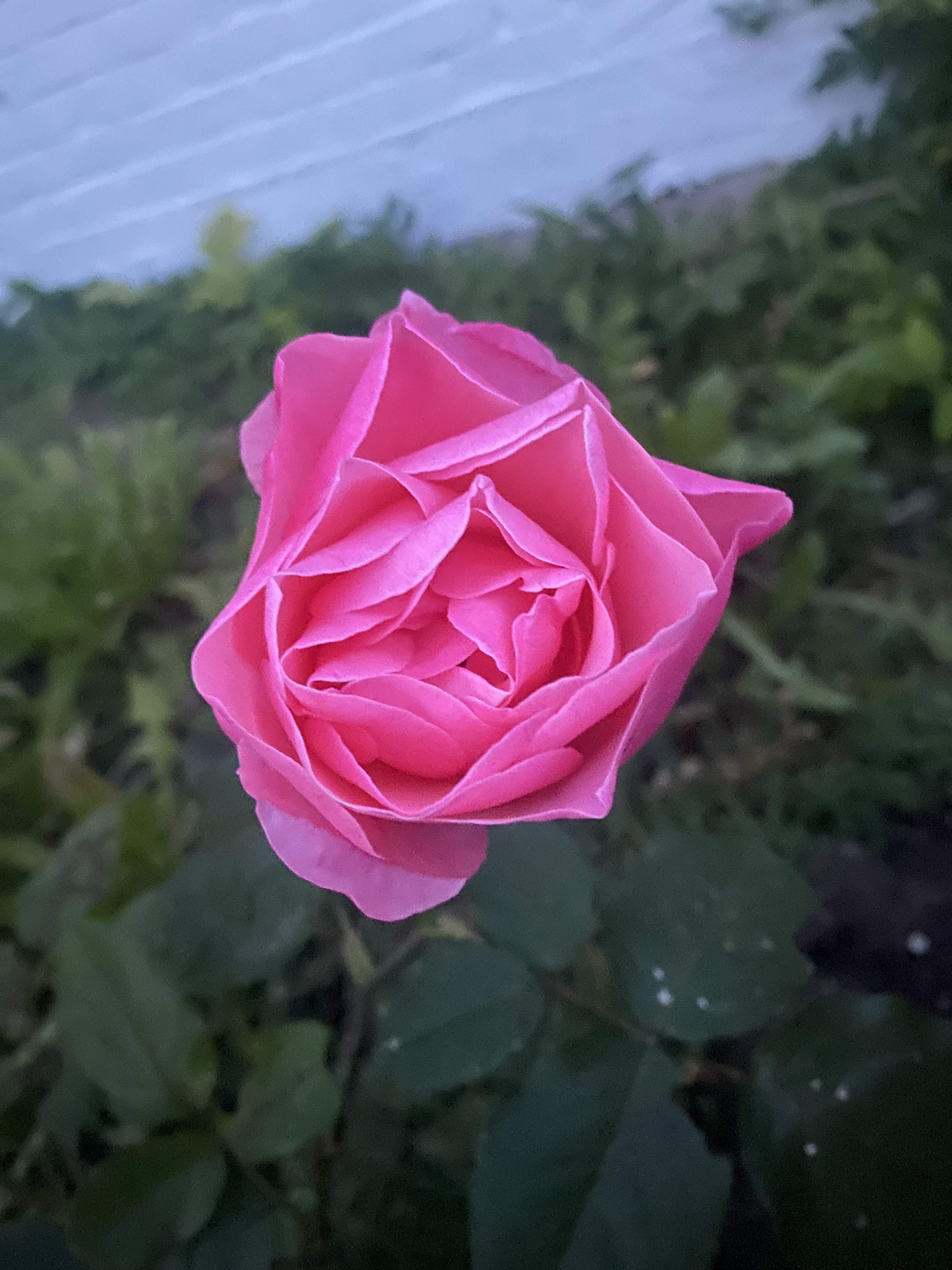 Gardeningtips