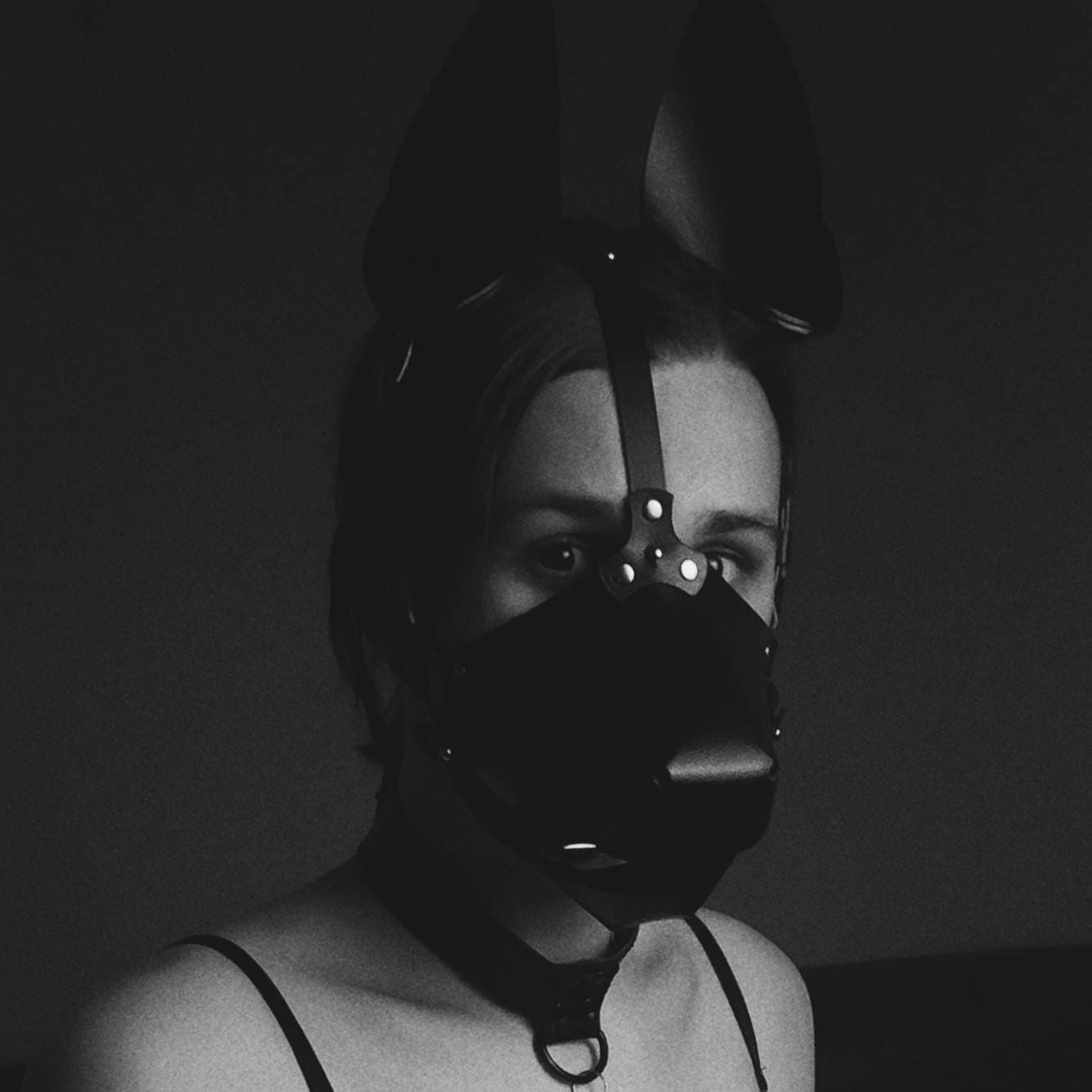 HifiPup
