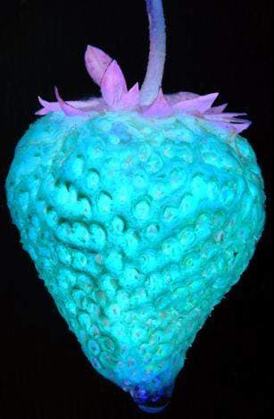 BerryShortcake