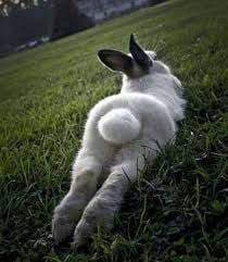 White Bunny PR