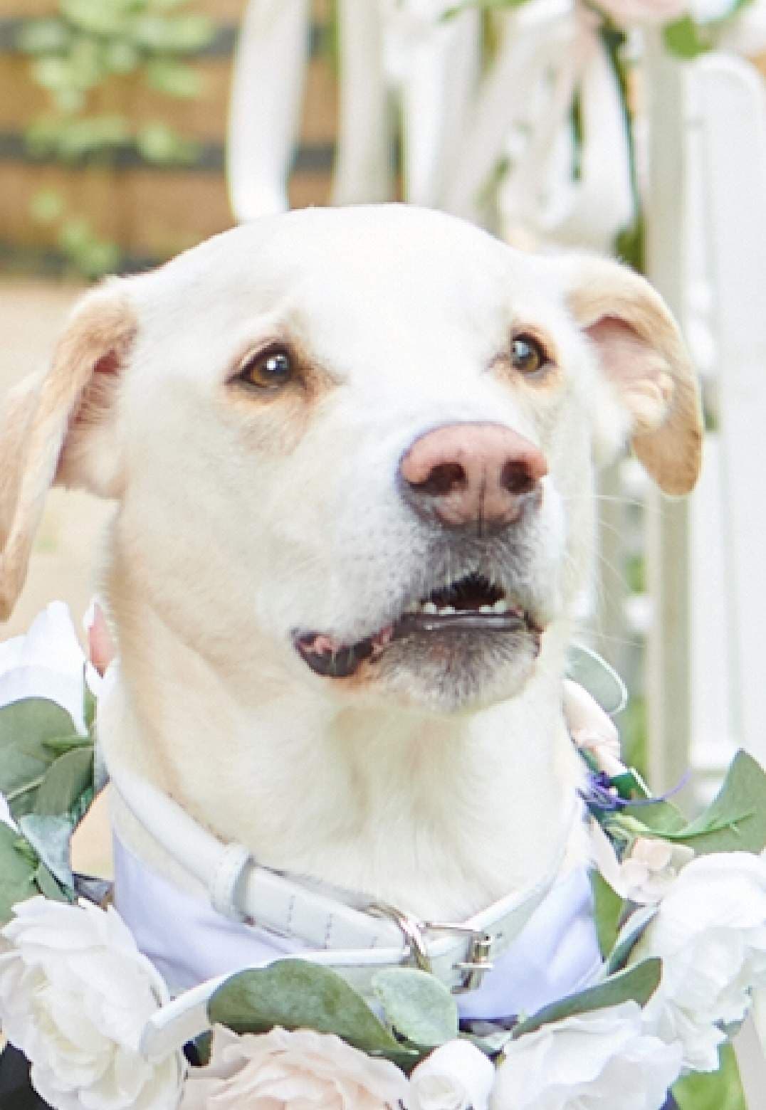 El Guapo