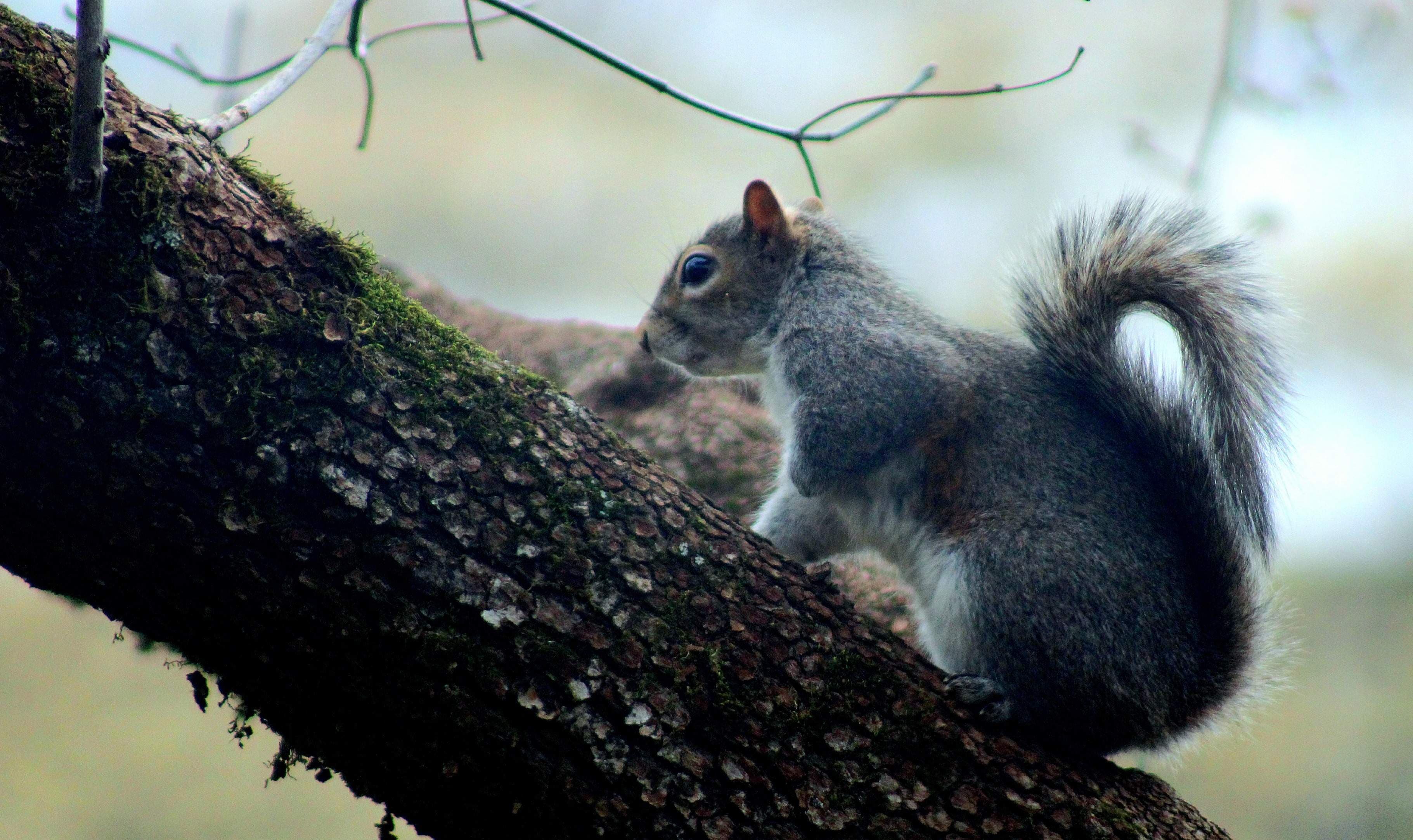 Squirrels Like...