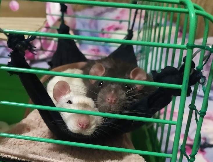 Mr.Fufu Duduch &amp; Mr.Churchill (rats)