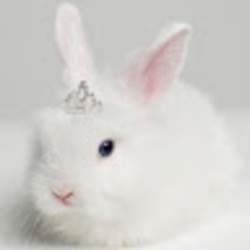 Little White Rabbit