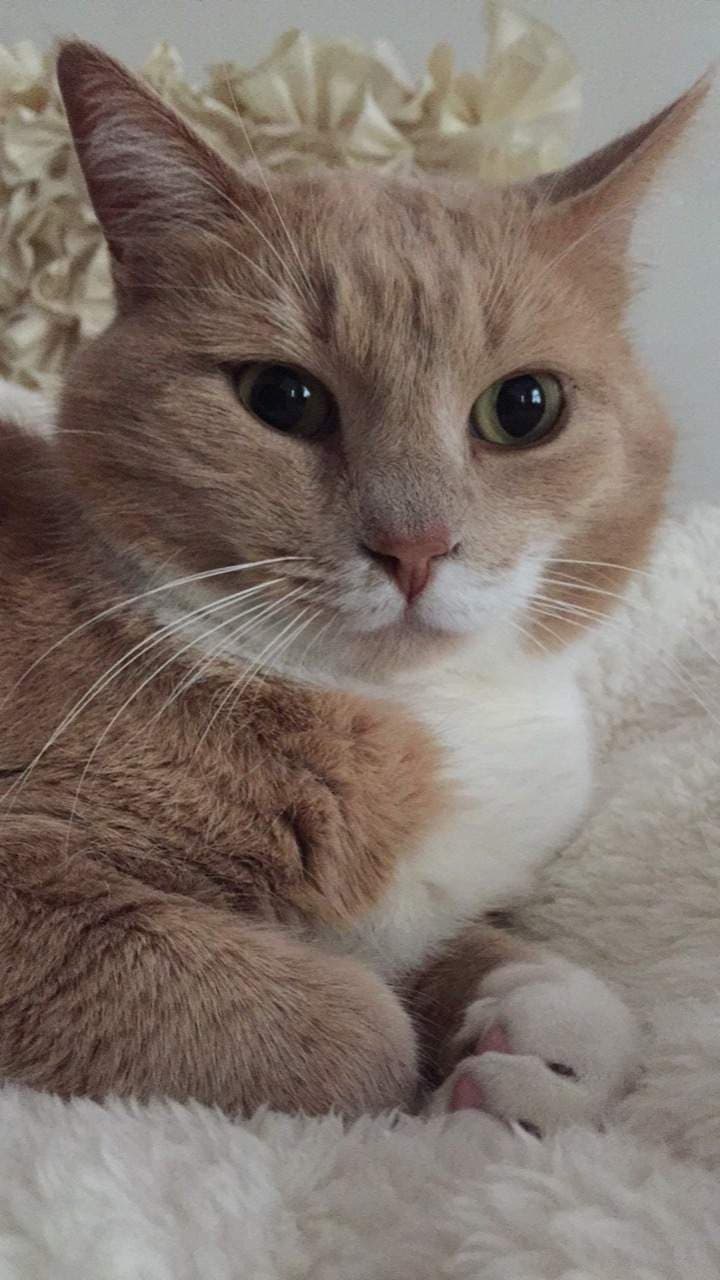 Sir Andre P Kitty