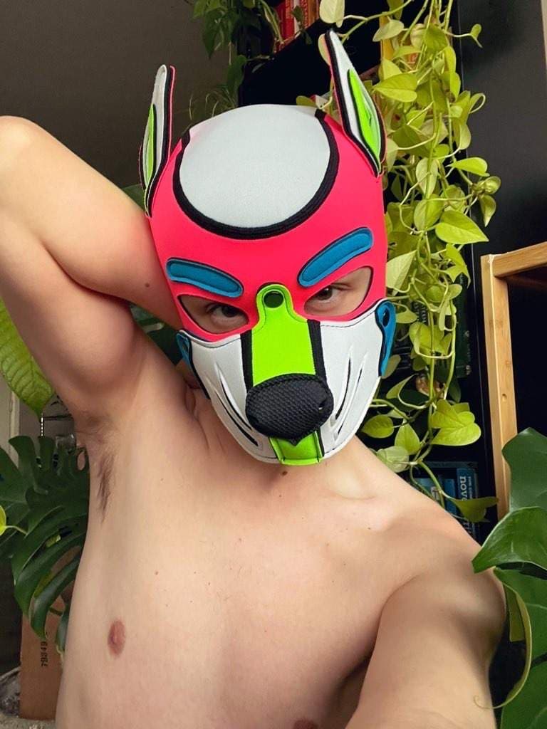 🍀 CLOVER DOG 🍀