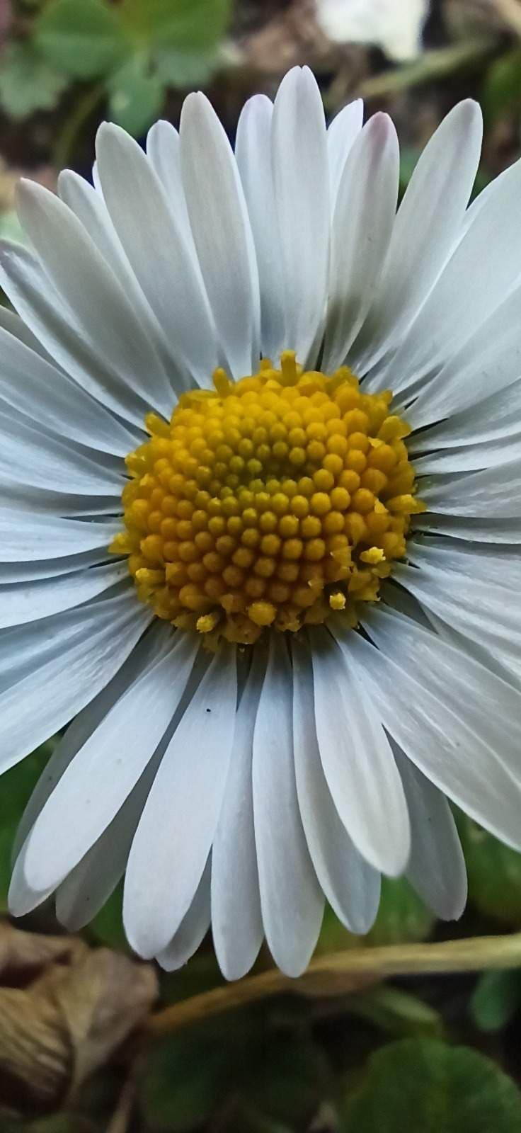 Cloreline