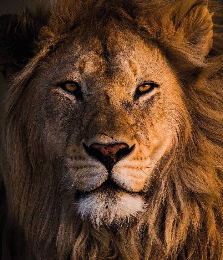 Roar Of The Lion
