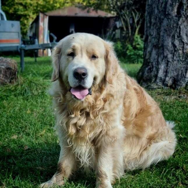 Golden Messi