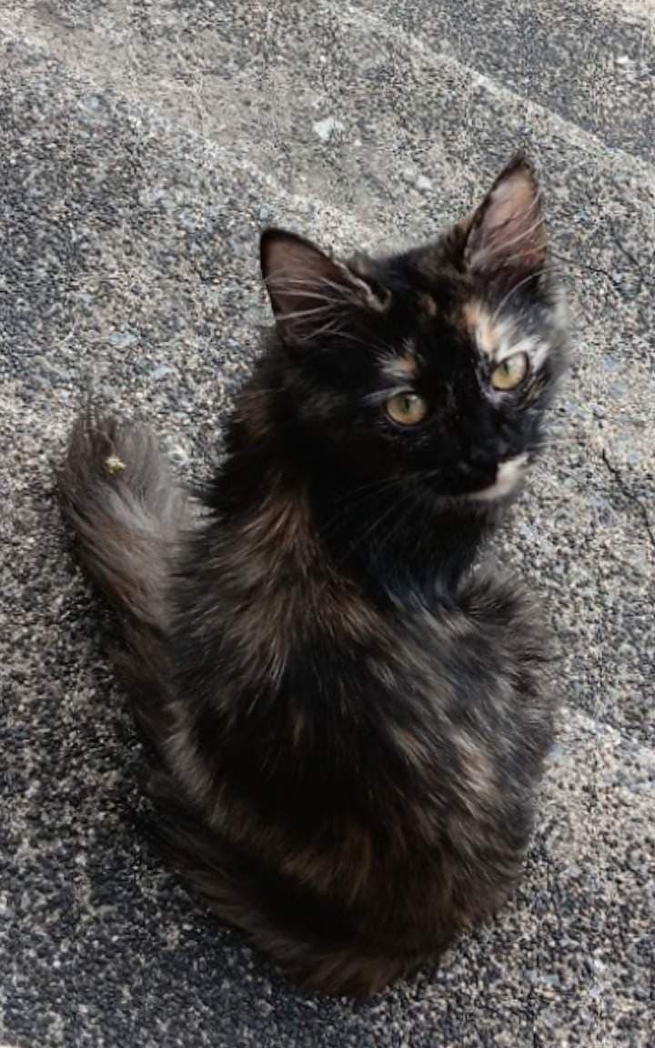 Lucy
