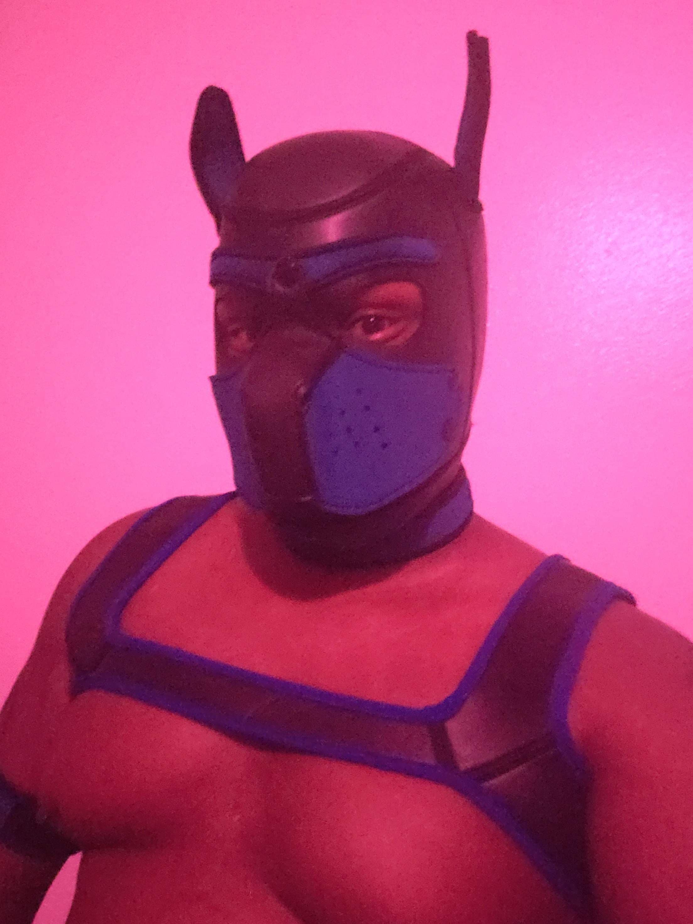 Shadow Pup