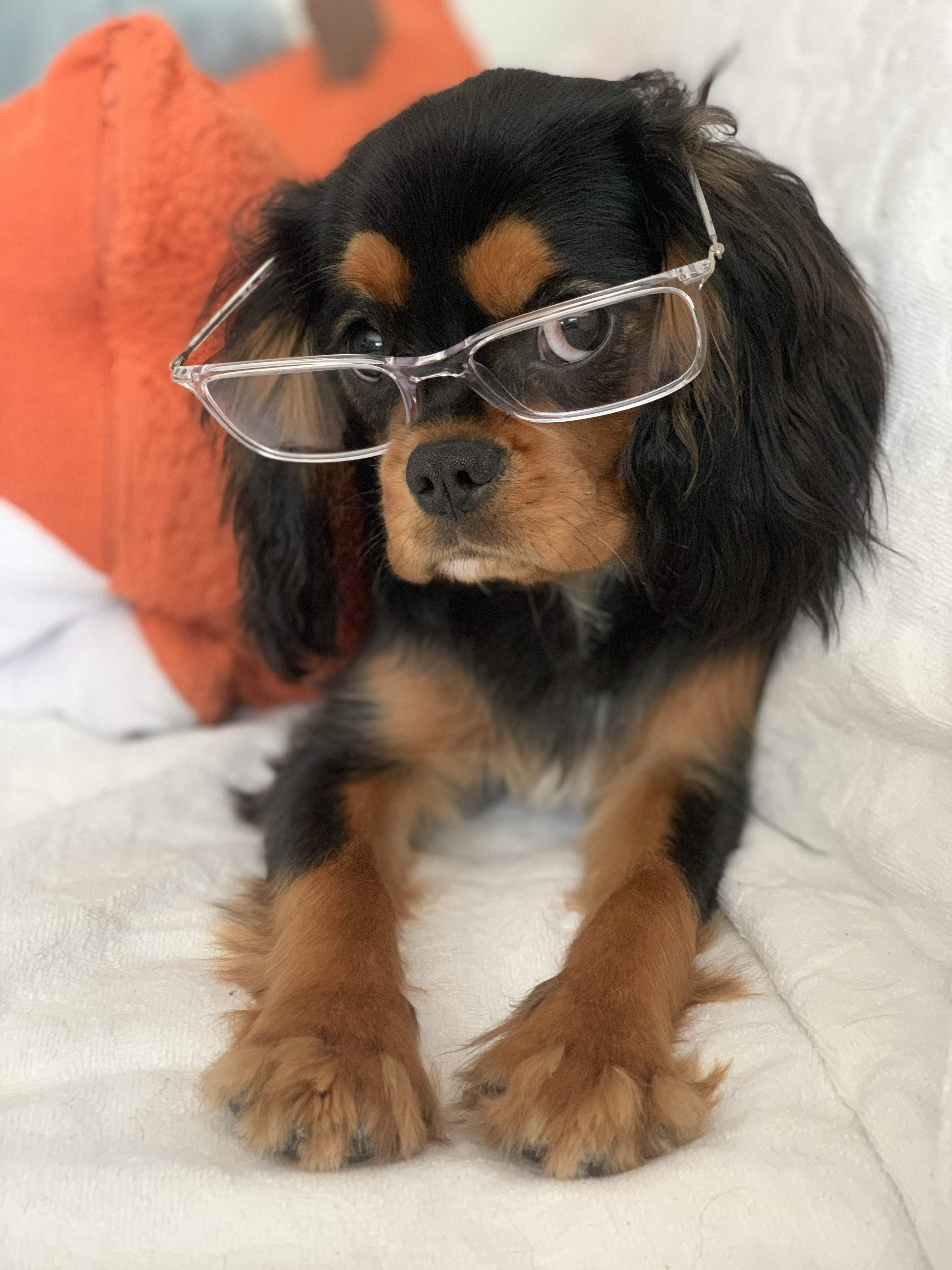 Layla Kat