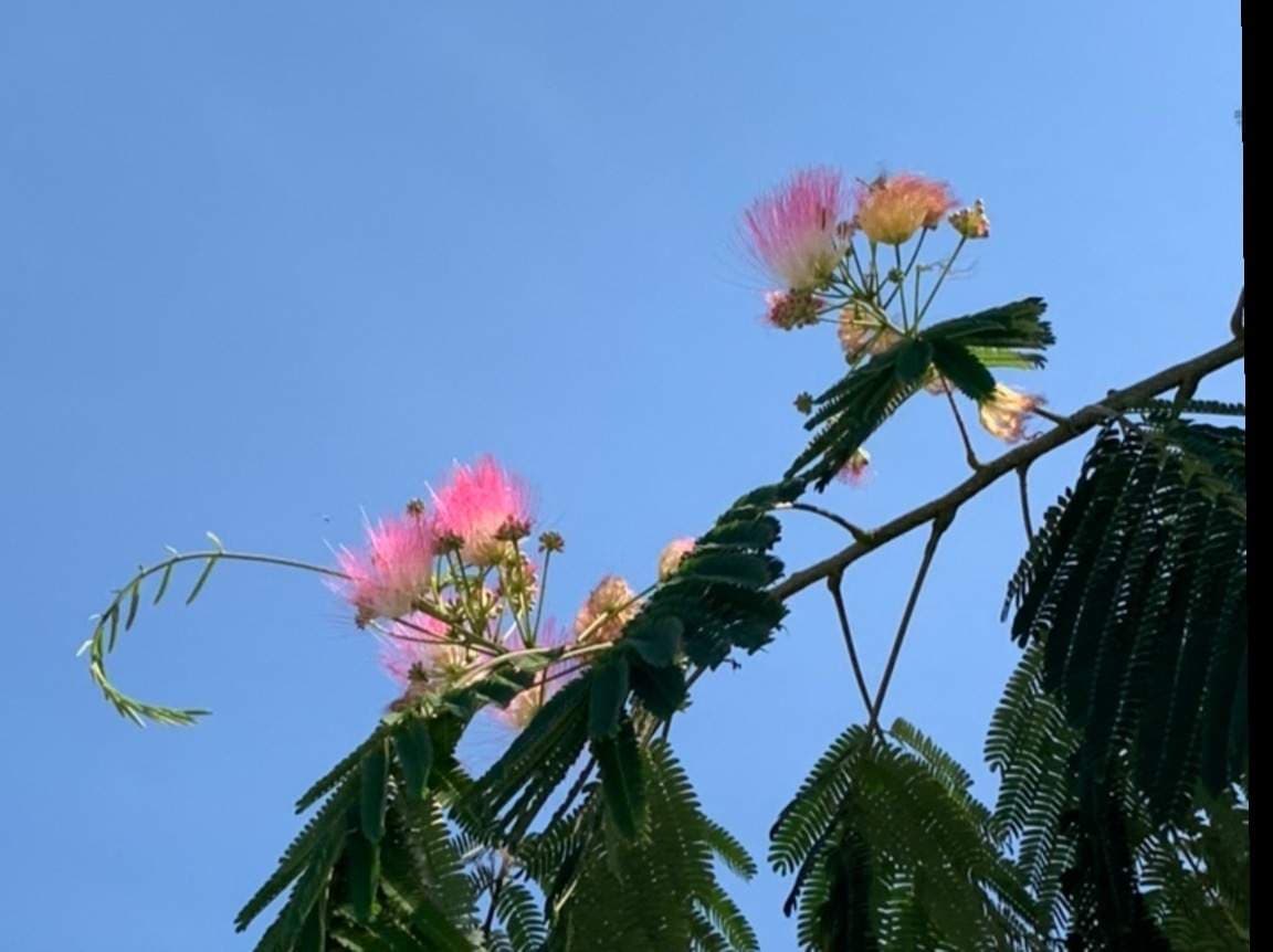 Silly flower