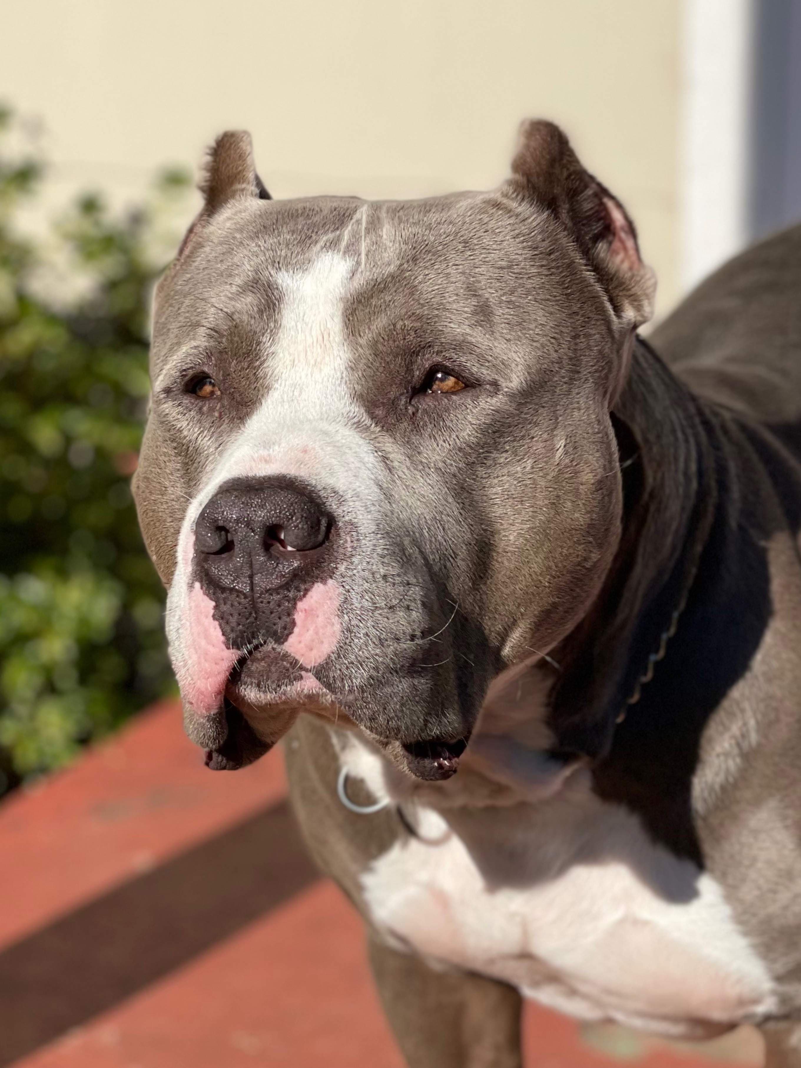 Touch of dominance dog training