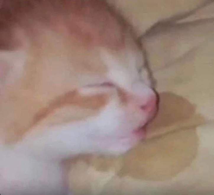 Solea
