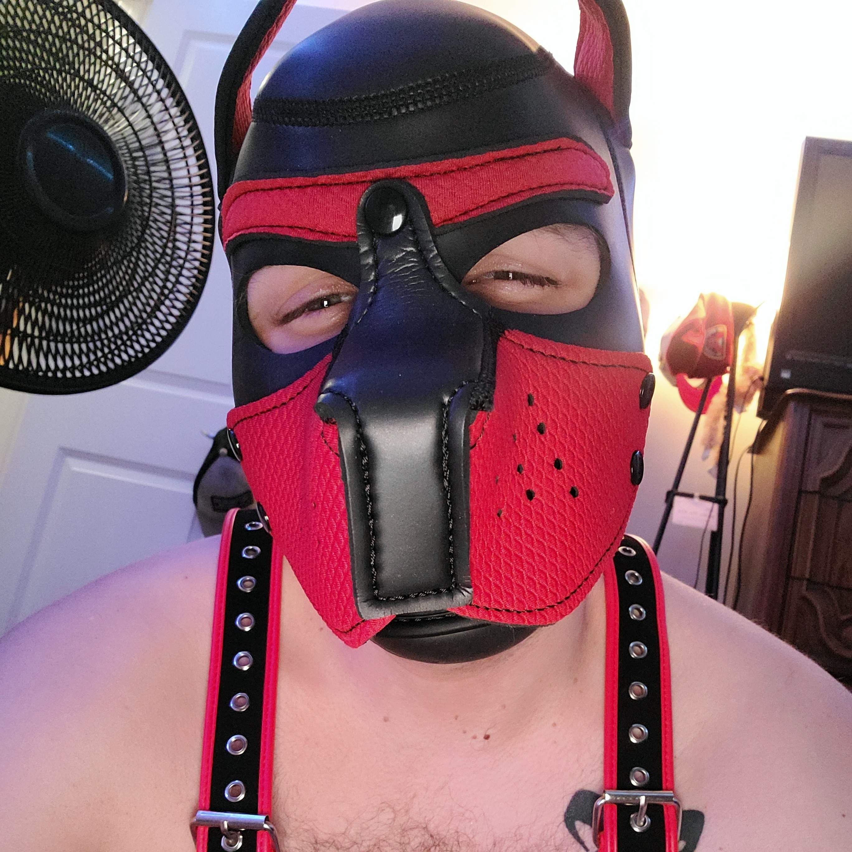 Pup Merlin