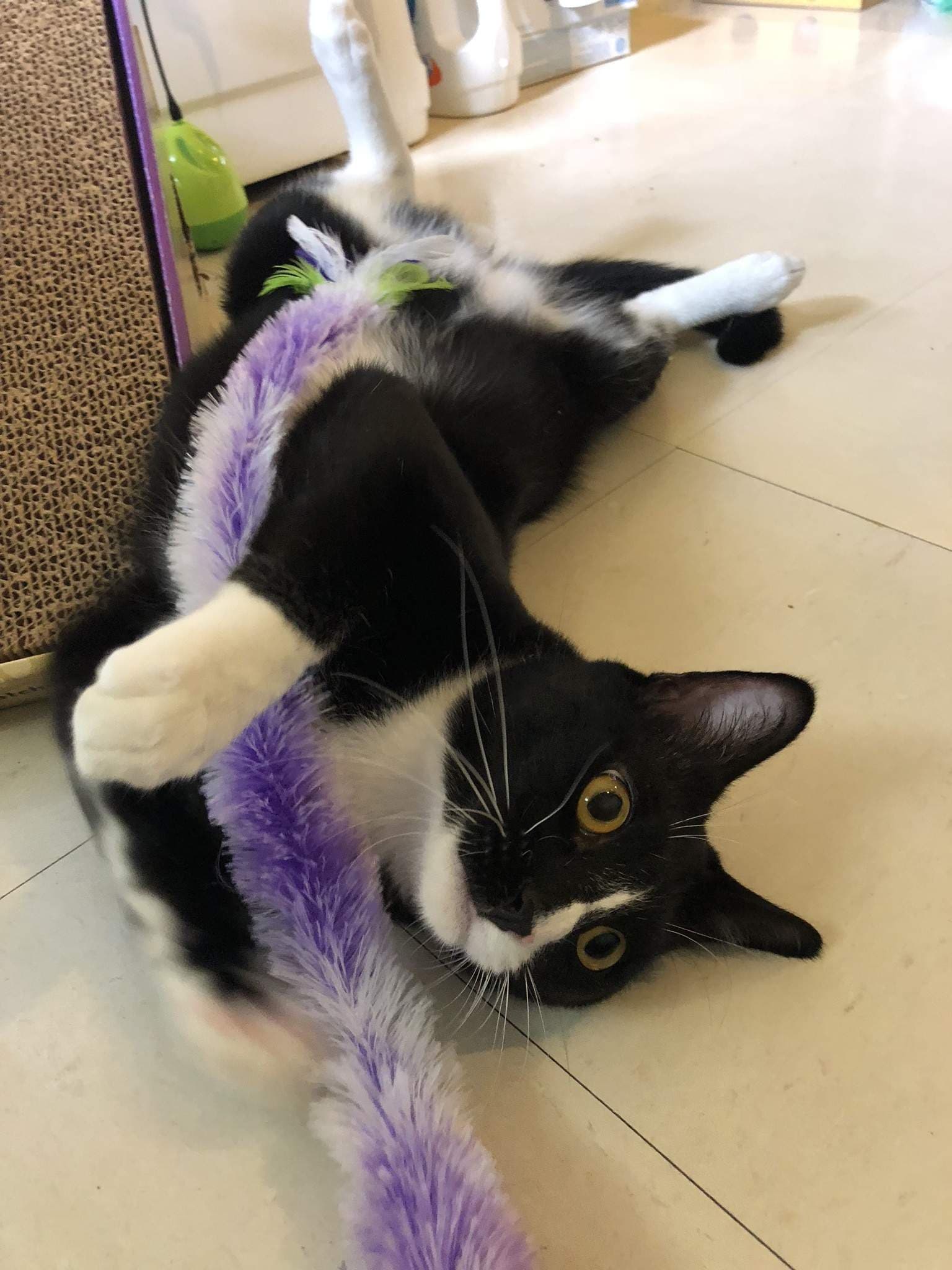 Look at cats!