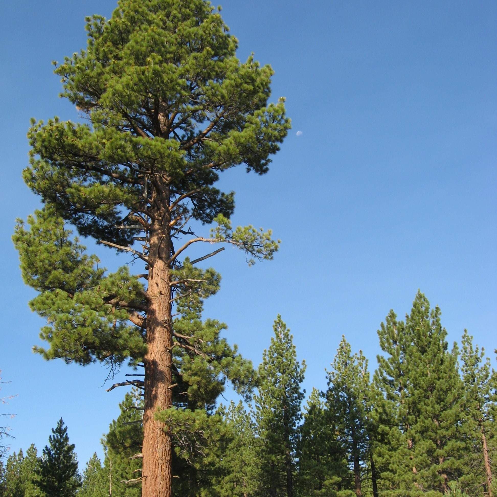 Jeffrey Pine