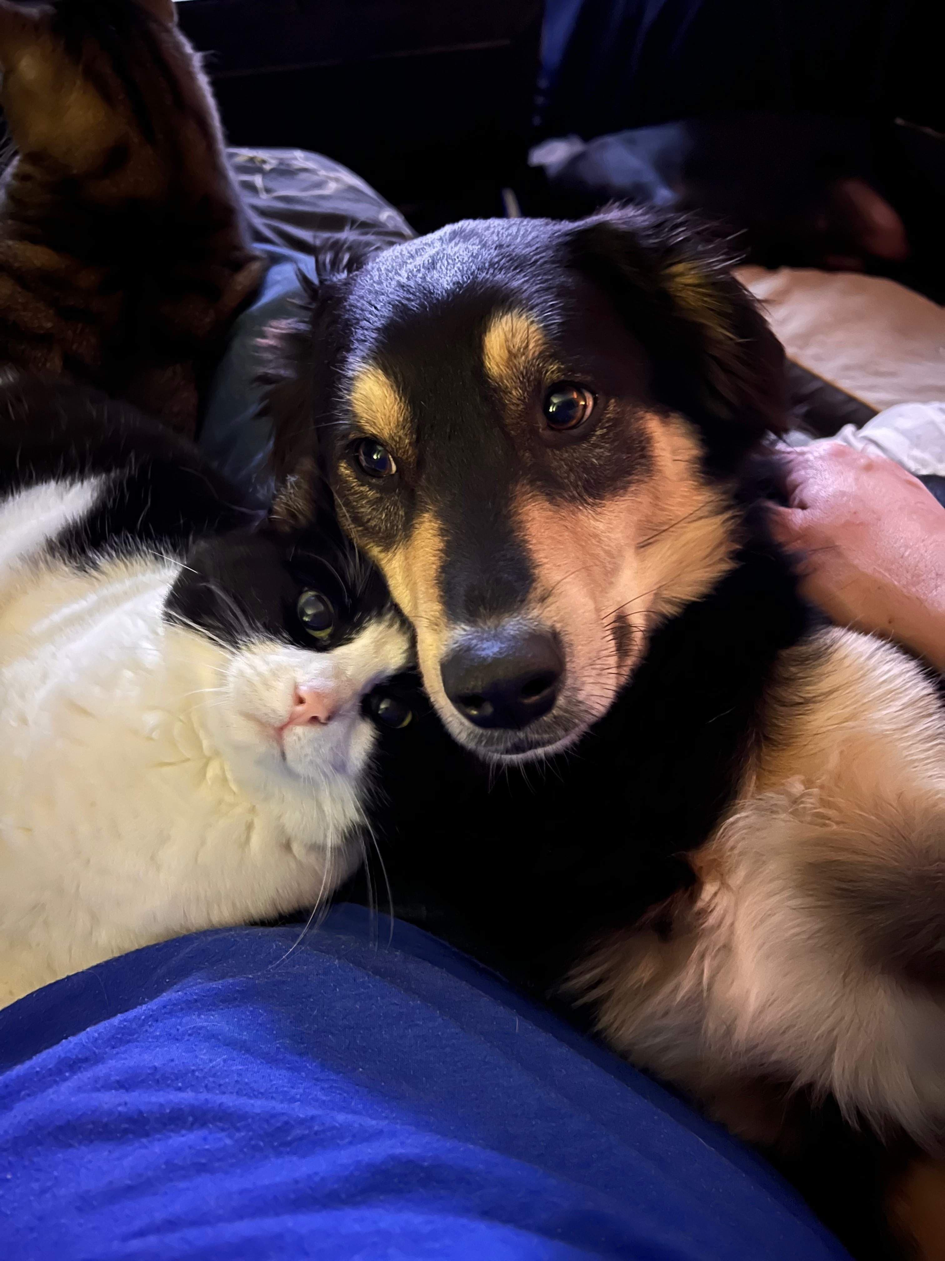 The Dog Mom