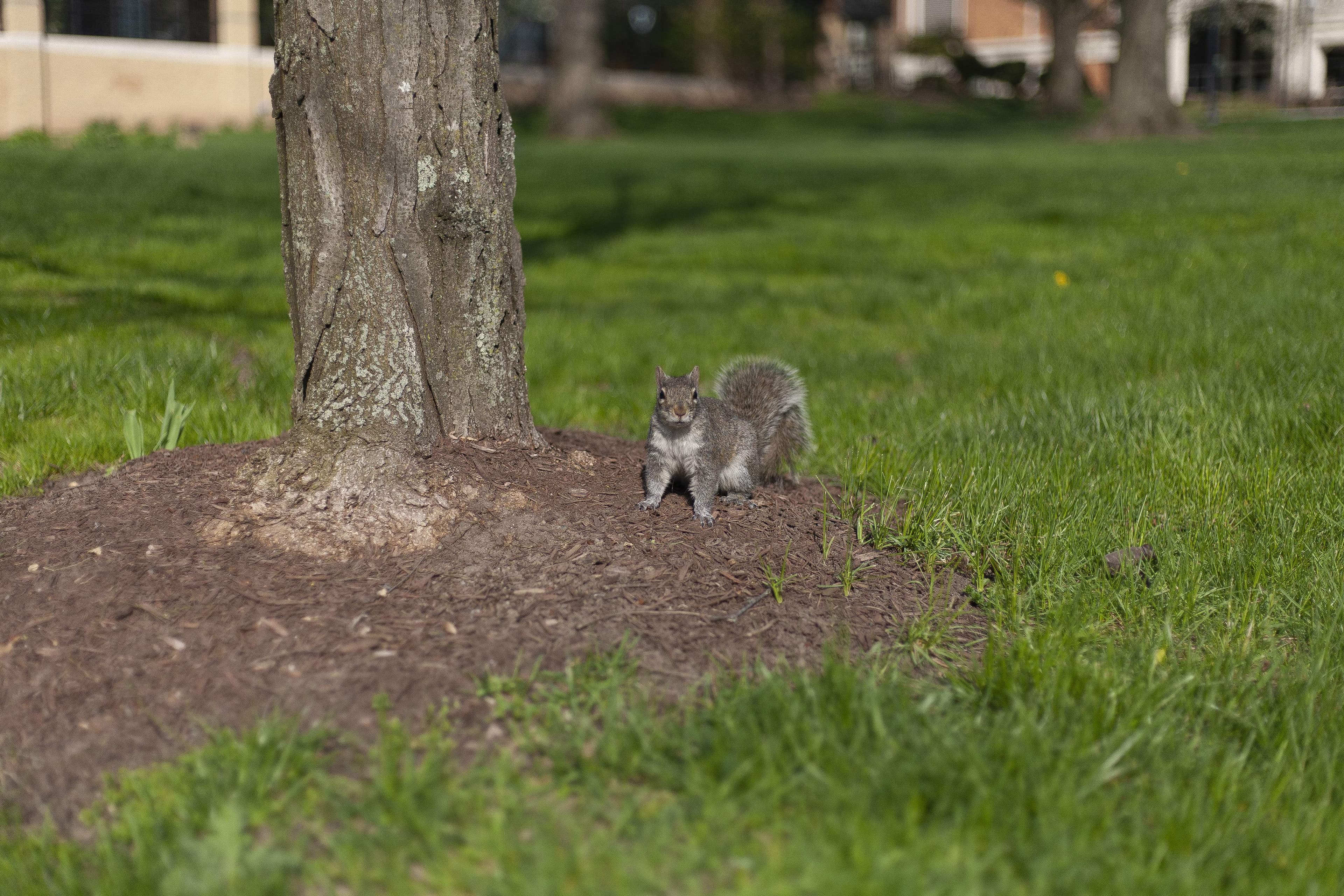 Naked Squirrels Official