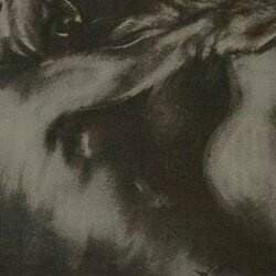 STALLION DICK