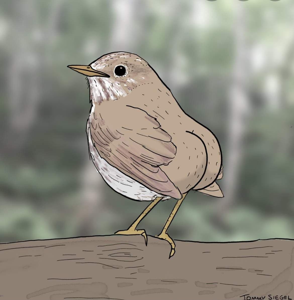 Birdie-Boo
