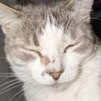 Ian The Cat
