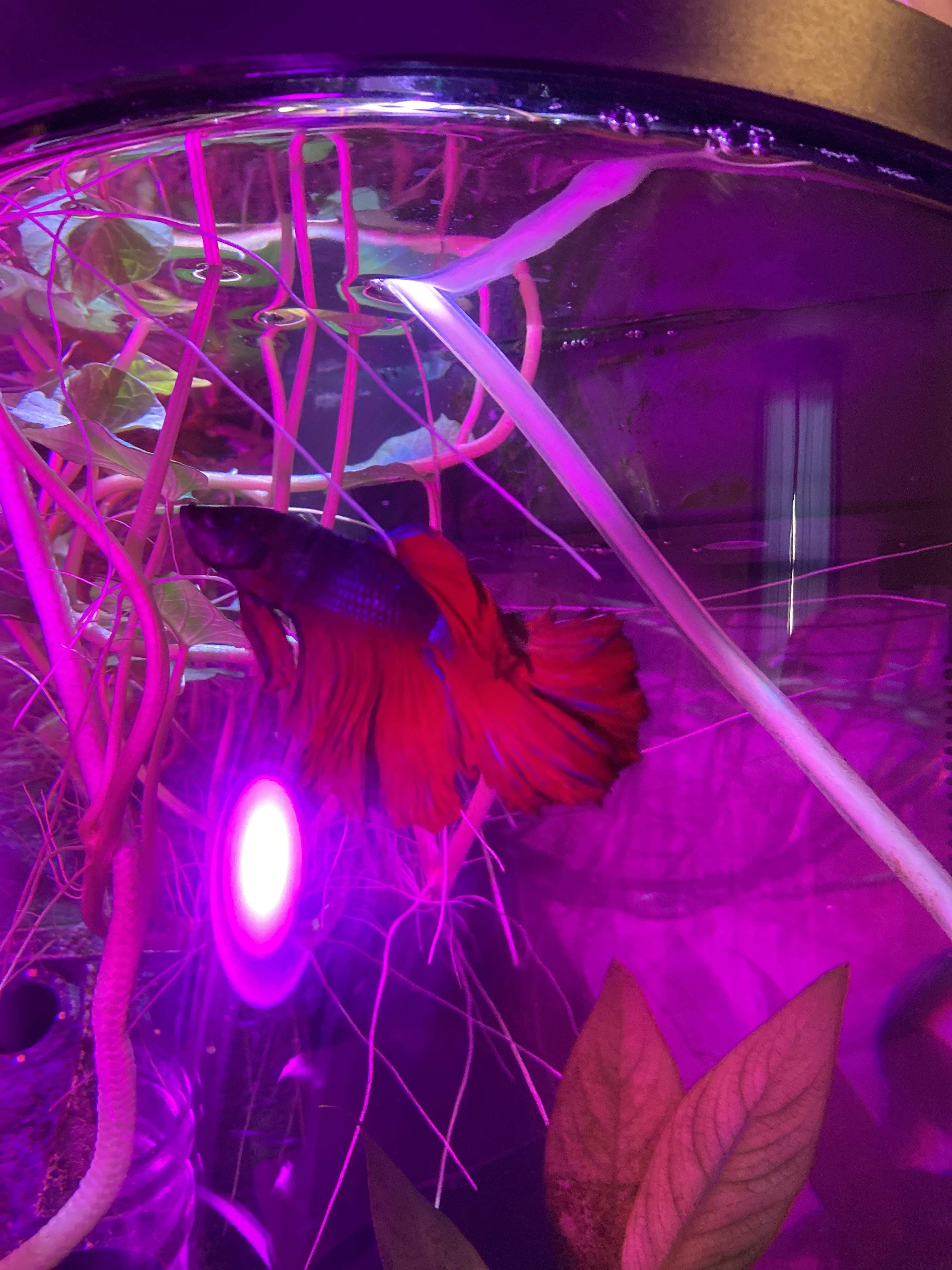 Bamboo The Betta